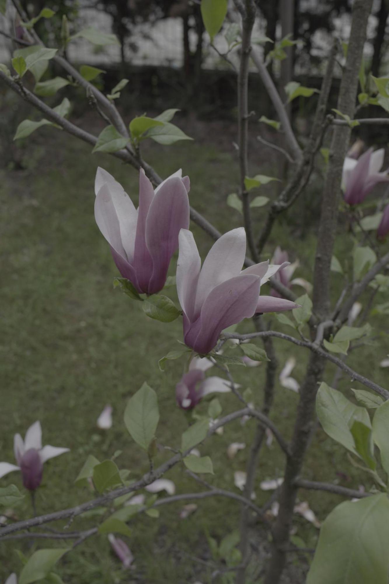 Ocna Şugatag Pensiunea Magnolia מראה חיצוני תמונה